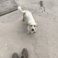 سگ پاکوتاه روباهی|سگ|یزد, |دیوار