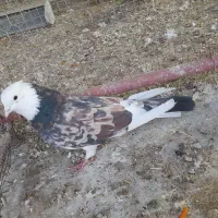 یک جفت شازده سرور مال این حرفا