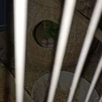 مرغ عشق|پرنده|شیروان (خراسان), |دیوار