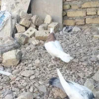 طوق زرد نر|پرنده|خرامه, |دیوار