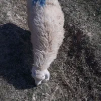 گوسفند فروشی|حیوانات مزرعه|جیرفت, |دیوار