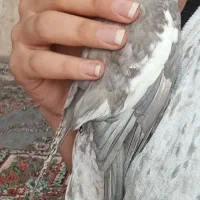 حیوان خانگی