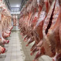 گوشت گوسفندی ممتاز عمده مخصوص رستوران و فست فود