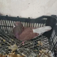 کبوتر تهرانی|پرنده|هندمینی, |دیوار