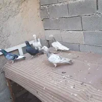 پرنده|پرنده|امیدیه, |دیوار