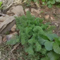 جاشیرکوهی اصل