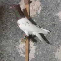 کبوتر پرشی و جفتی دم سفید و سار