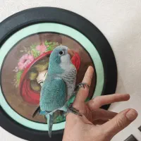 راهب آبی دستی بازیگوش پرانرژی (لوس و حسود) ۵ ماهه