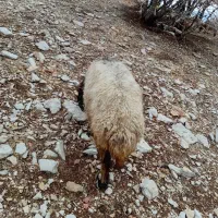 میش|حیوانات مزرعه|چوار, |دیوار