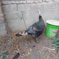 بقلمون|حیوانات مزرعه|آزادشهر, |دیوار