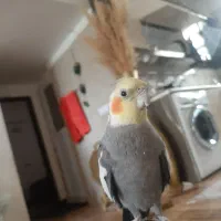 عروس هلندی|پرنده|باخزر, |دیوار