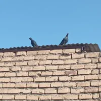 کفتر مفت|پرنده|قم, شهرک امام حسین|دیوار