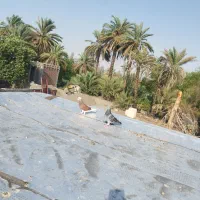 کبوتر شازده با پلاکی