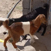 گوسفند