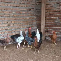جوجه محلی