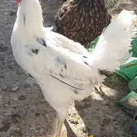 مرغ و خروس محلی|حیوانات مزرعه|مشهد, انقلاب|دیوار