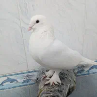 7 کفتر