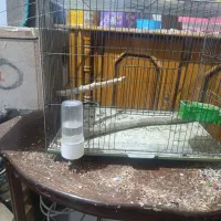 قفس و وسایل پرنده