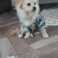 سگ خونگی|سگ|نسیم‌شهر, |دیوار