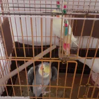 عروس هلندی طوسی نر ۲تای دیگه ماده