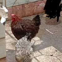 ۲عدد مرغ تخمگذار محلی سالم ۱/۲۰۰/۰۰۰تومان