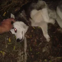 واگذاری توله هاسکی|سگ|بندر انزلی, چهارفریضه|دیوار