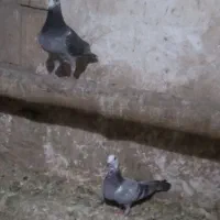 کبوتر