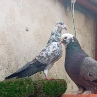 سه تا کبوتر