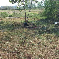 چمن زنی وبریدن علفهای هرز