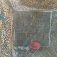 فنس بزرگ|لوازم جانبی حیوانات|ایرانشهر, |دیوار