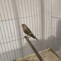 سهره قناری.سقا