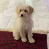 واگذاری سگ شیتزو