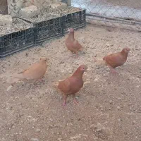 سرخ پرتغالی