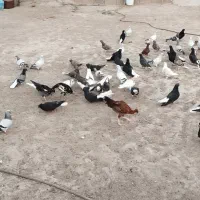 تعدادی کبوتر رنگی