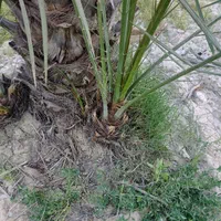 فروش پاجوش کبکاب رسیده و عالی جهت کشت|گل و گیاه طبیعی|برازجان, |دیوار