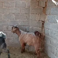 کهری چاق چاق|حیوانات مزرعه|ایزدخواست, |دیوار