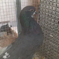 شامی گچی و سیاه کاشونی|پرنده|فولادشهر, مسکن مهر فولادشهر|دیوار