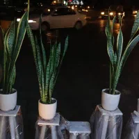 سانسوریا سبز و ابلق|گل و گیاه طبیعی|ری, دولت‌آباد|دیوار