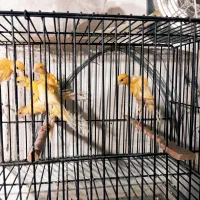 قناری جیبر جیبوس|پرنده|مشهد, هدایت|دیوار