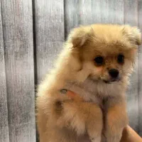 پامر سه ماهه ماده