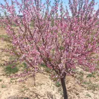 باغ درخت فامنین