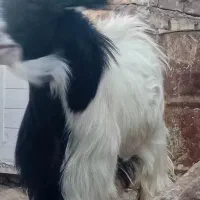 جفت کهره نر