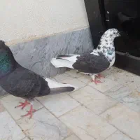 کفتر طوقی دم سفید و کله سیاه|پرنده|ساوه, |دیوار