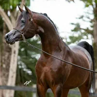 تعدادی سیلمی عرب مصری (جهت کشش و ارسال اسپرم)