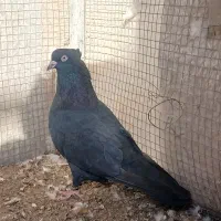 کفتر زاغ|پرنده|بم, |دیوار