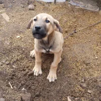 سگ اصل سرابی