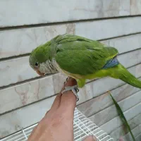 طوطی راهب نر فوق العاده دستی