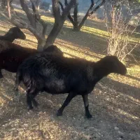 ۱ قوچ ۱ بره نر و ۲ تا بز نر فروشی