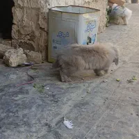 خرگوش لوپ|موش و خرگوش|مشهد, شهید قربانی|دیوار