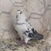 کبوتر فروشی|پرنده|سیرجان, |دیوار